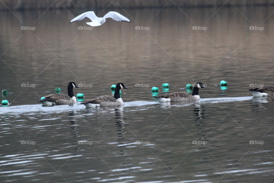 Canada Geese and Gull in flight