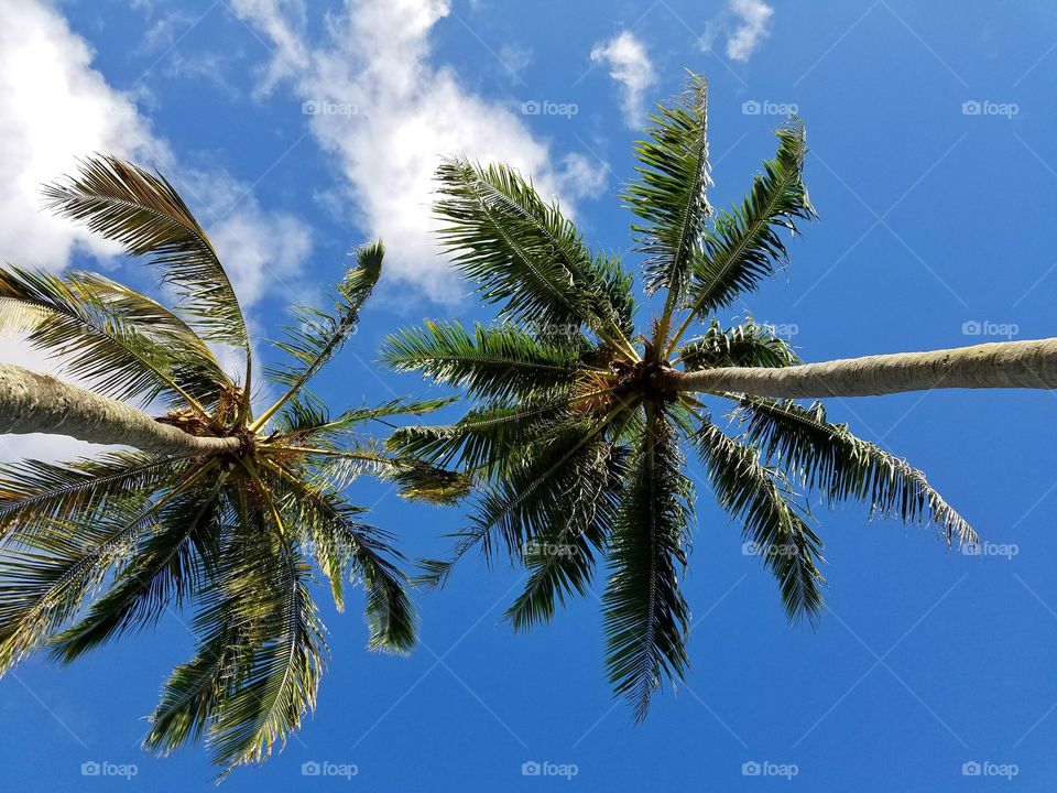 Palm trees