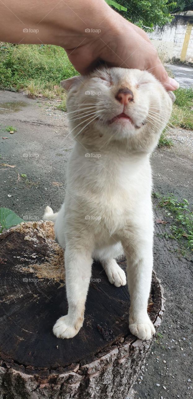 beautiful white cat with blue eyes very cute