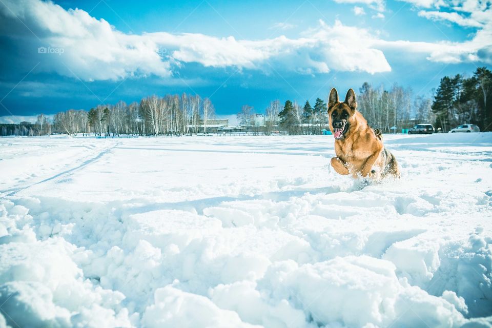 Dog playing in snowy weather