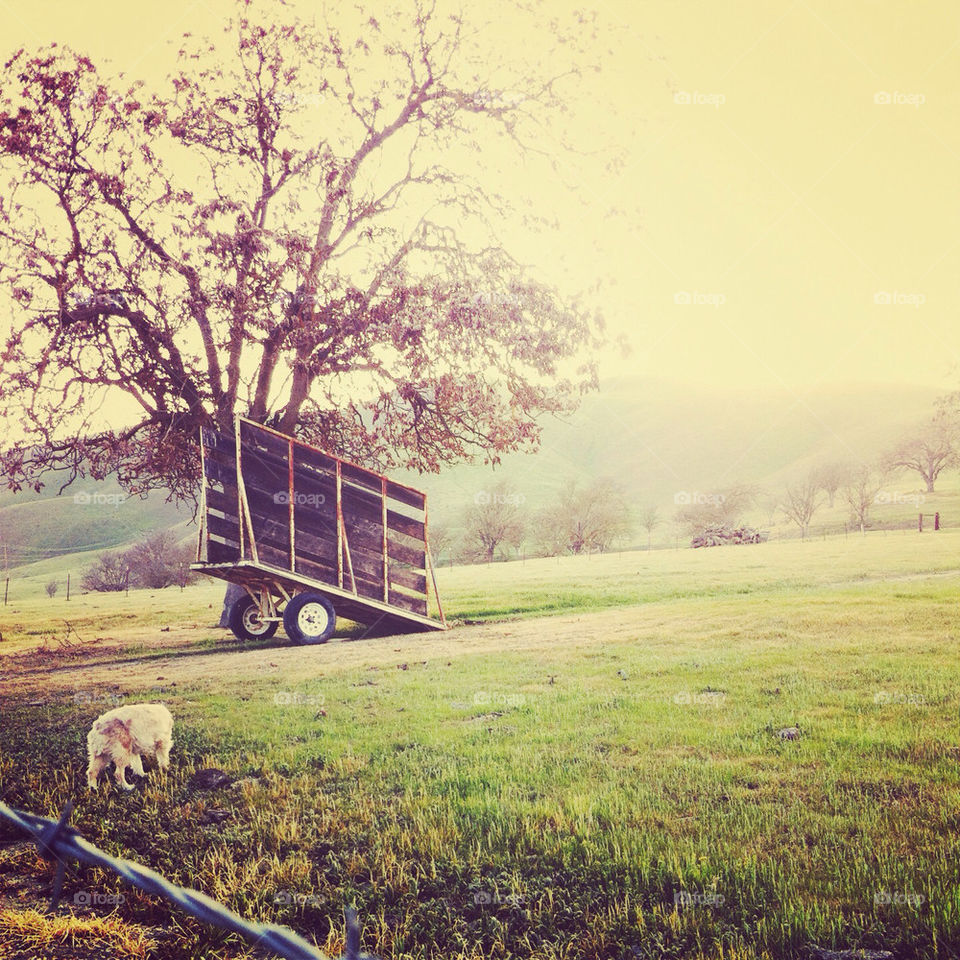 A dog in a pasture.