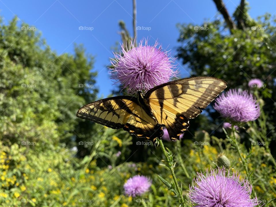 Butterfly and purple weed flowers