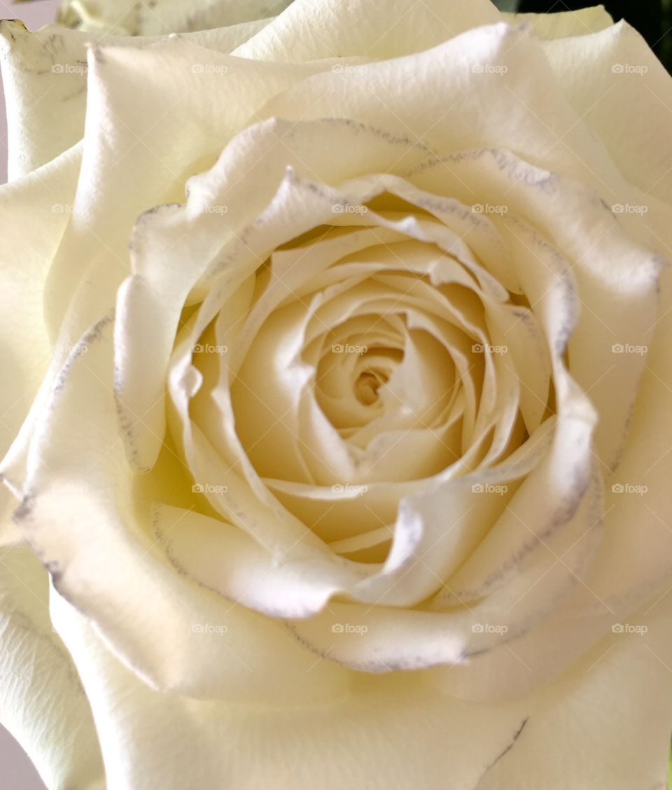 White rose