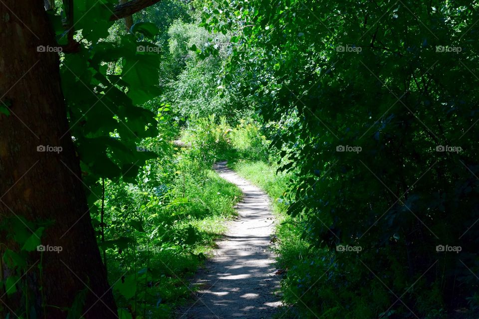 View of footpath in forest