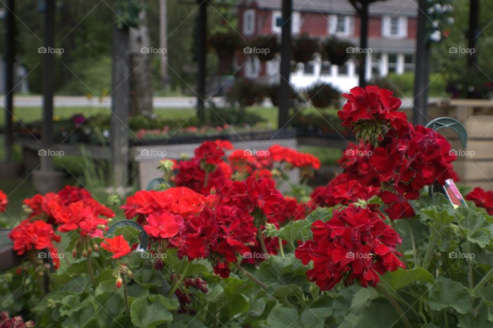 Potted Geraniums at the Nursery