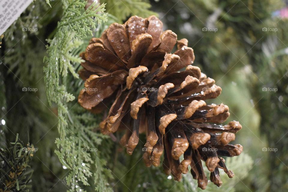 Close-up of a pinecone