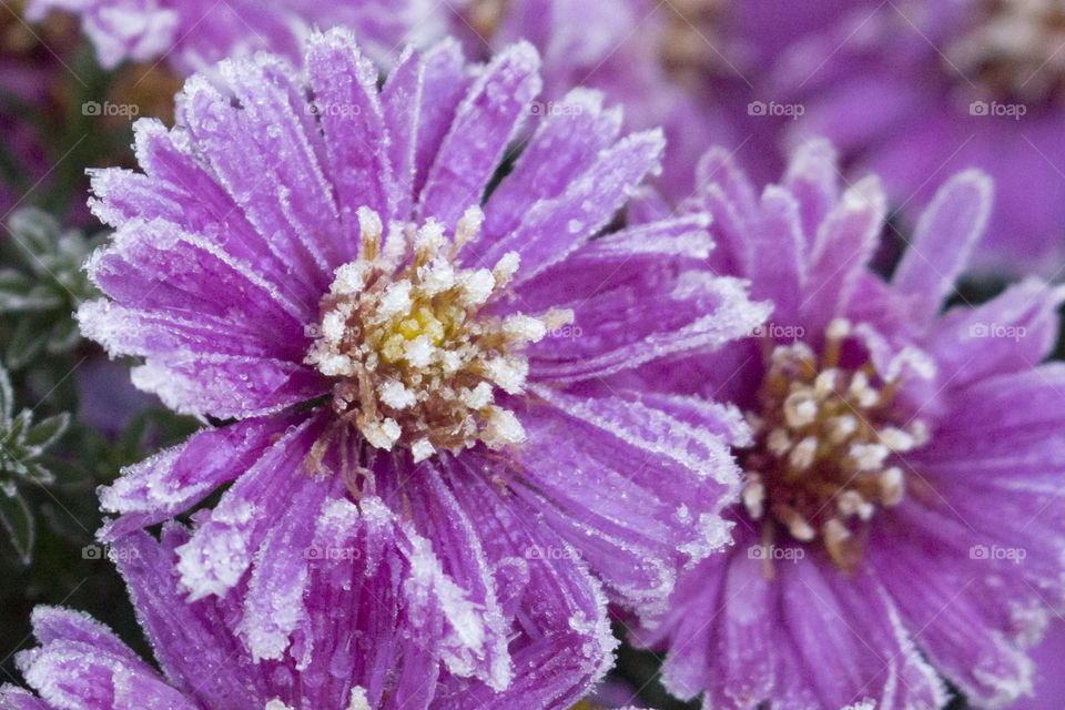 Frost purple flower - Autumn aster -  höst aster lila 