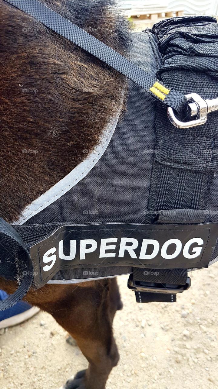 my dog is superdog