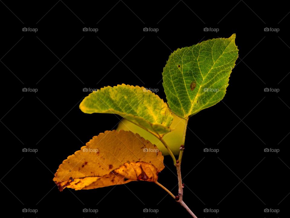 Transition of Seasons: Green to Gold