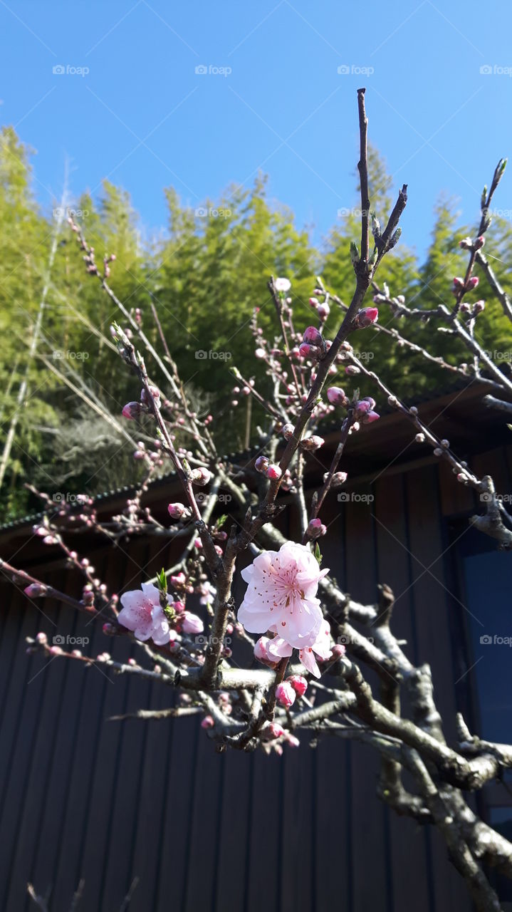 early cherryblossom in Japan