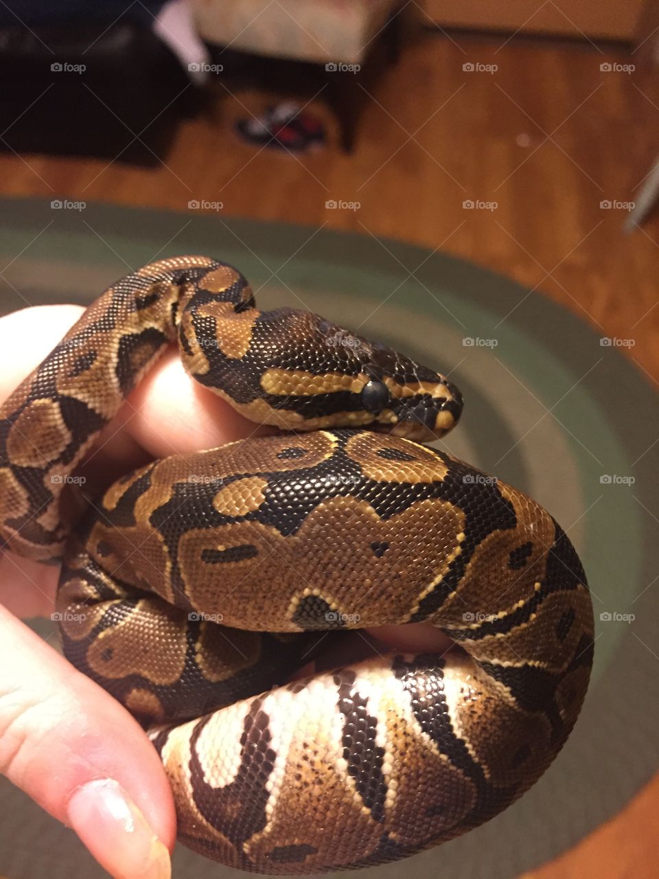 Gorgeous baby female python coiled up showing off her coloring while sitting docile on my hand