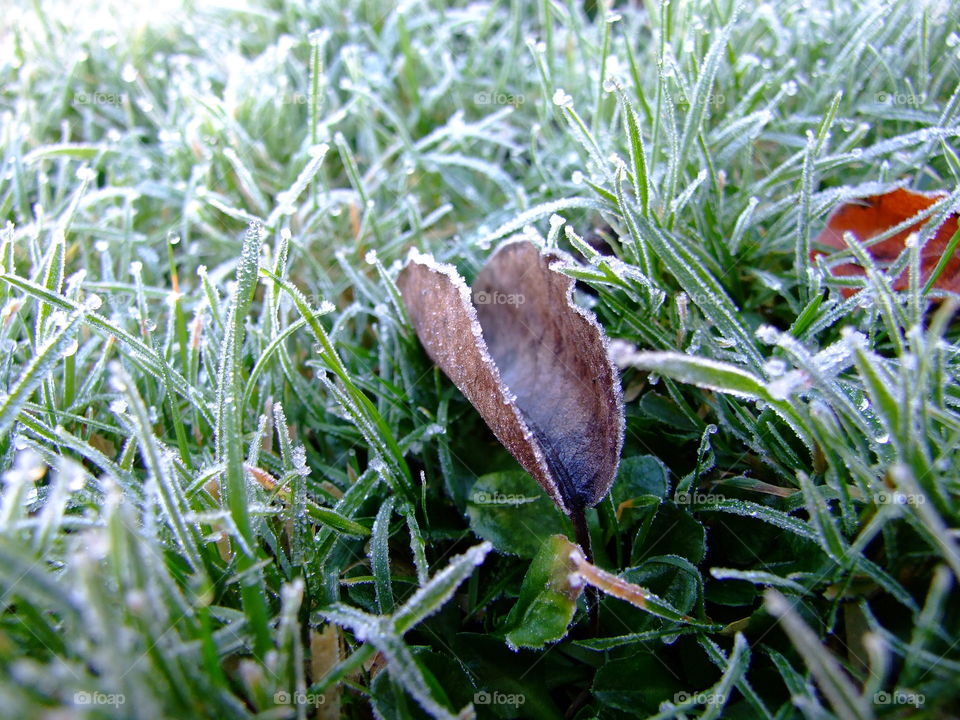 Closeup of brown leaf in the cold, frosty grass