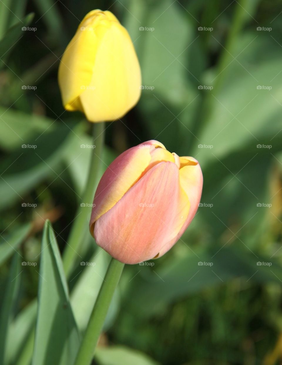 Tulips