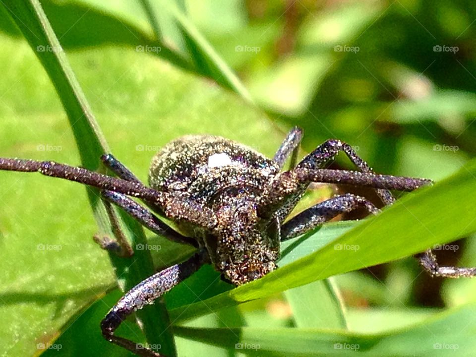 Pollinated Beetle. Close up of a beetle covered in pollen.