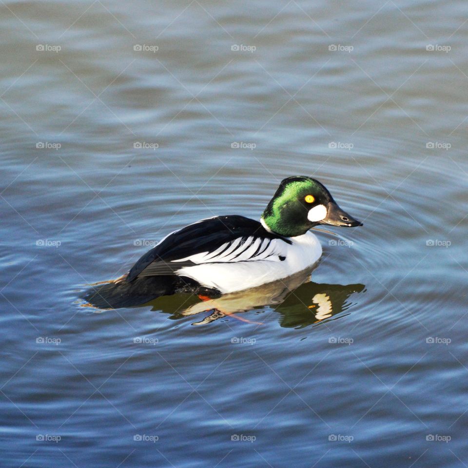 a duck with yellow eyes swimming in the nimbus River in Fair Oaks California