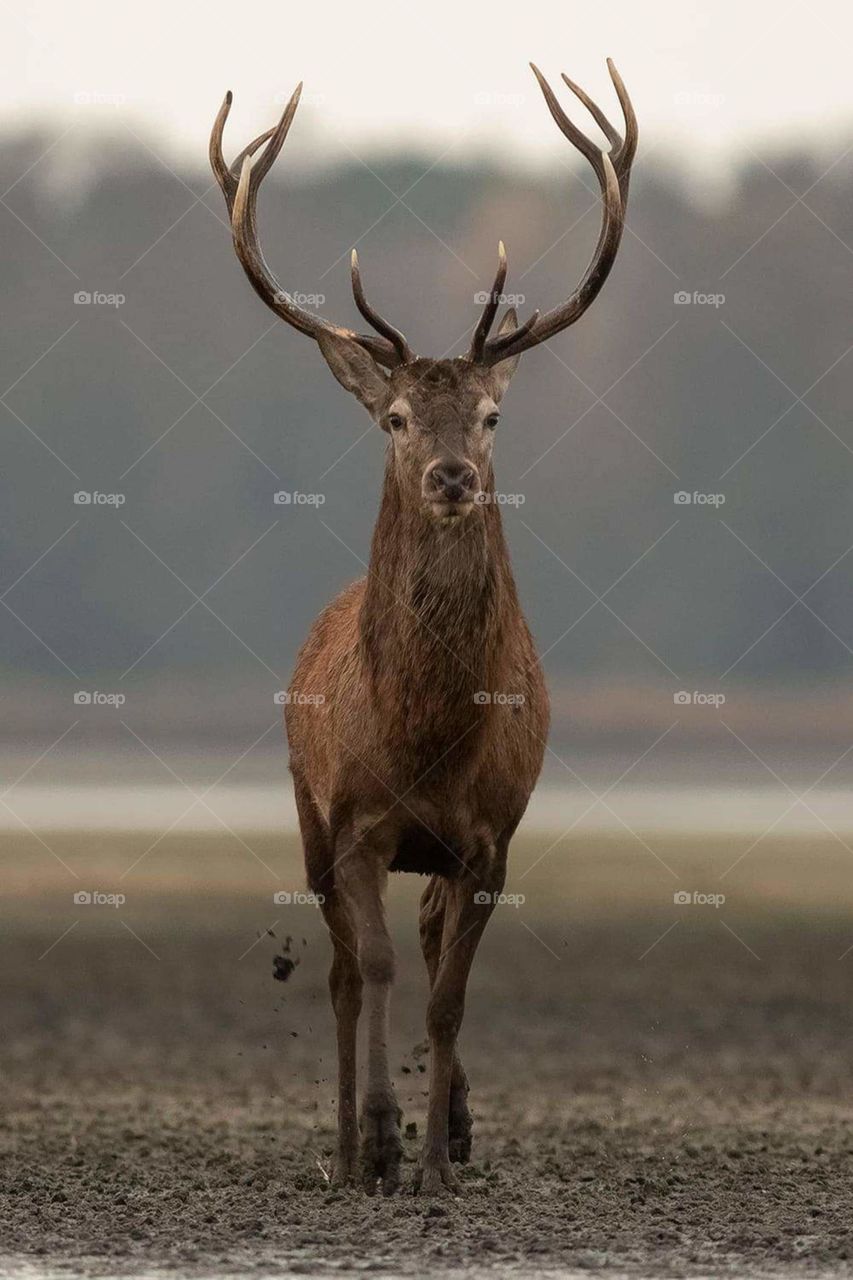 Red deer