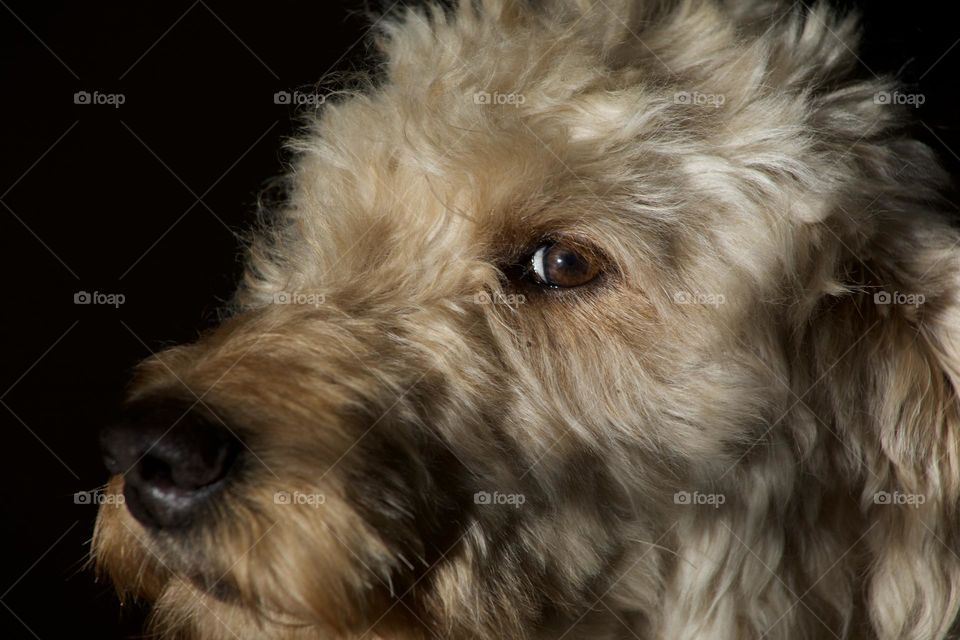 A Goldendoodle Portrait with an expression of curiosity 