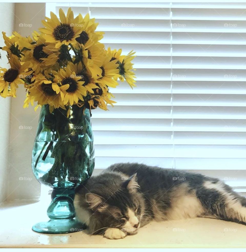 Beautiful and bright flowers in a blue vase provide sleepy cats with solid, restful sleep!