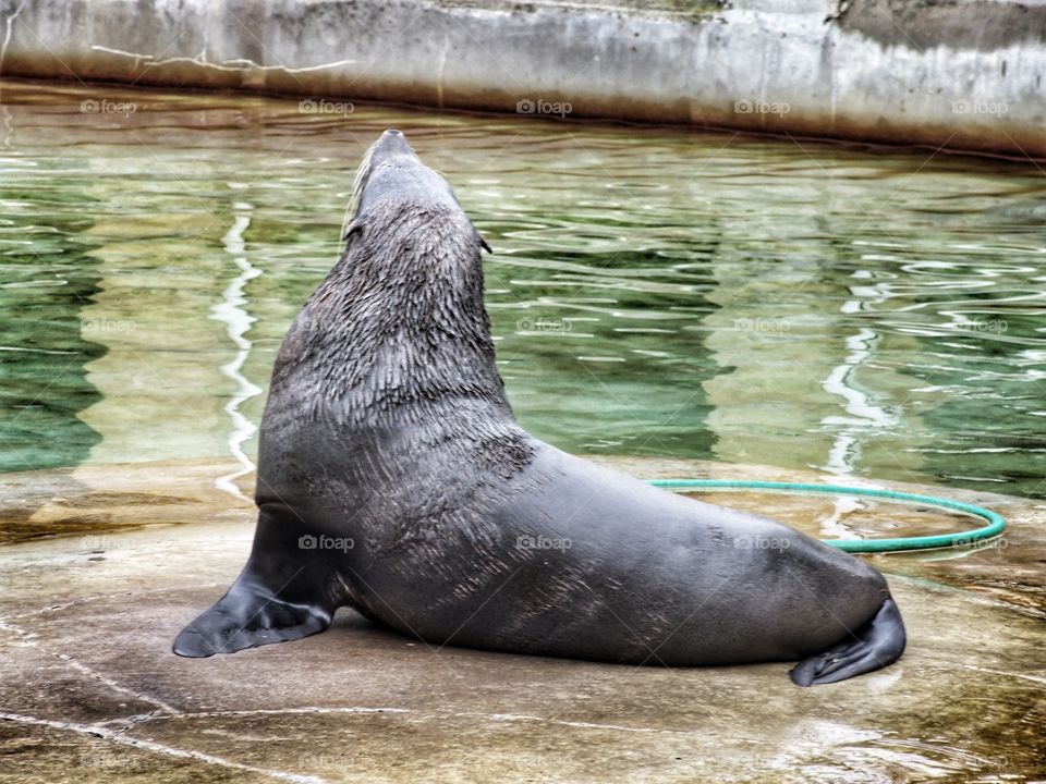 Seal posing for a portrait