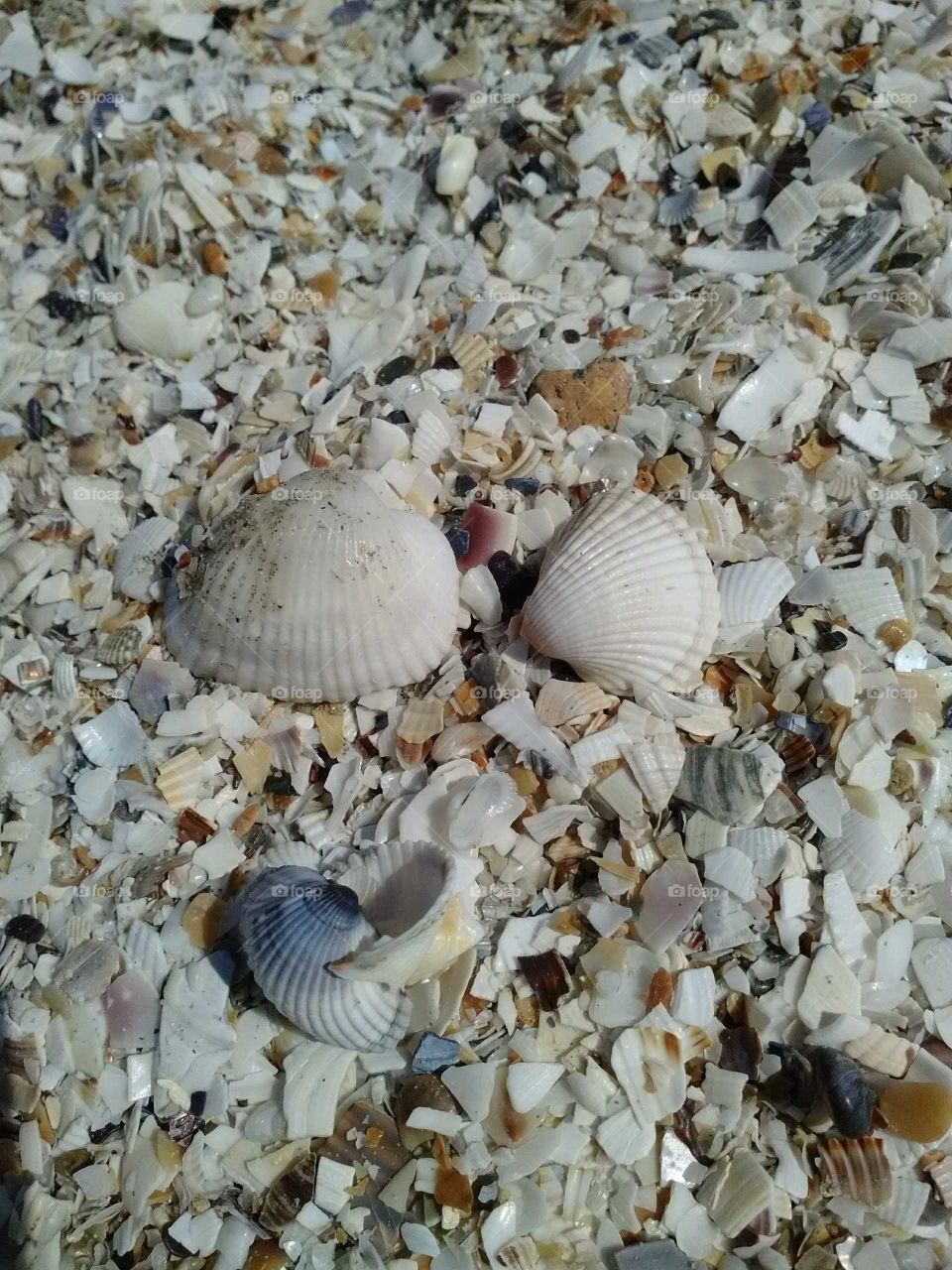 Shells