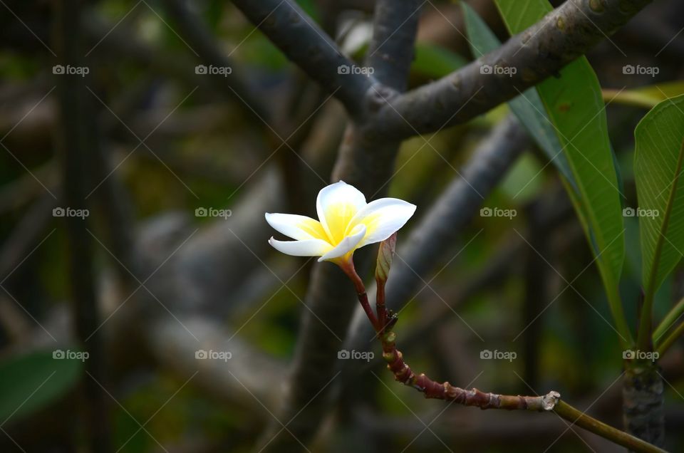 Isolated flower (lowkey)