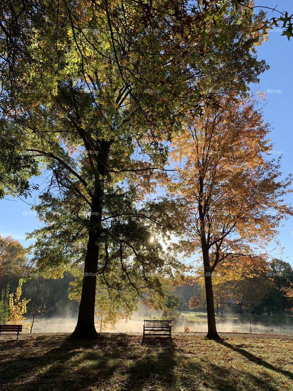 A stunning site through the trees. The mist (fog layer) burning off over a city pond. Lovely Autumn colors!