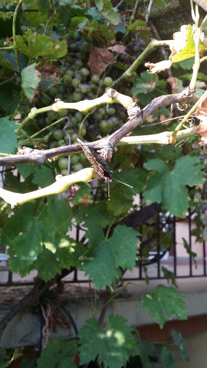 butterfly in polish garden