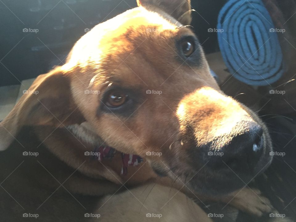 Dog, Mammal, No Person, Portrait, One