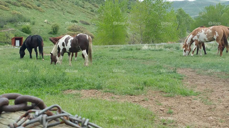 More Grazing Horses