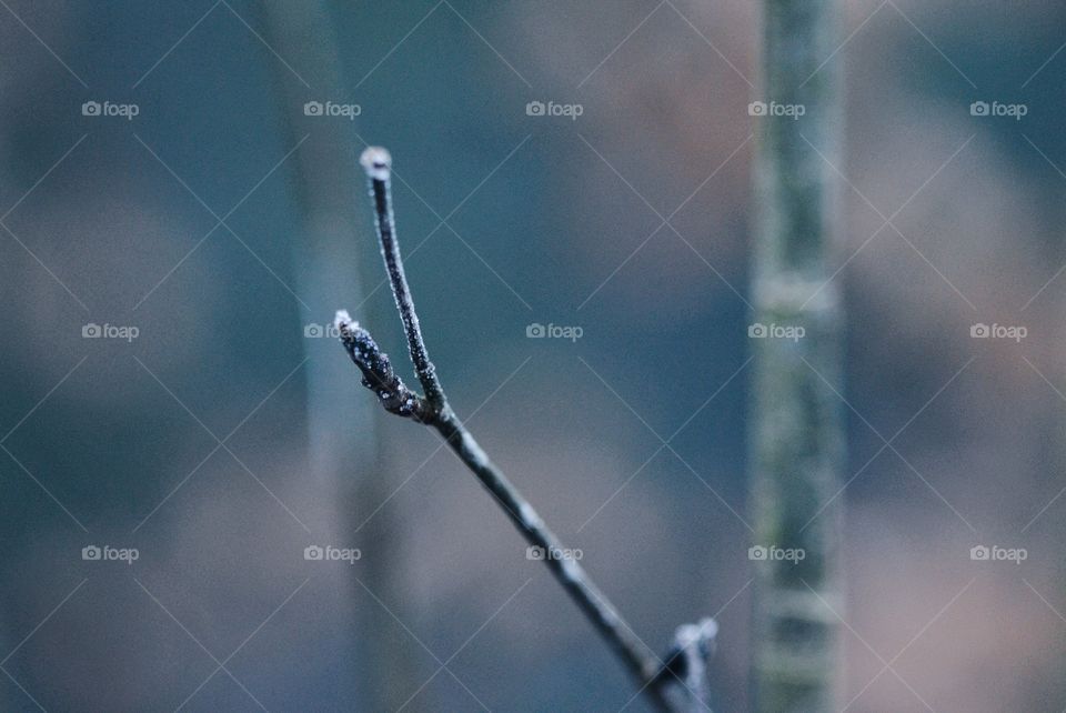 Close-up of a frozen branch