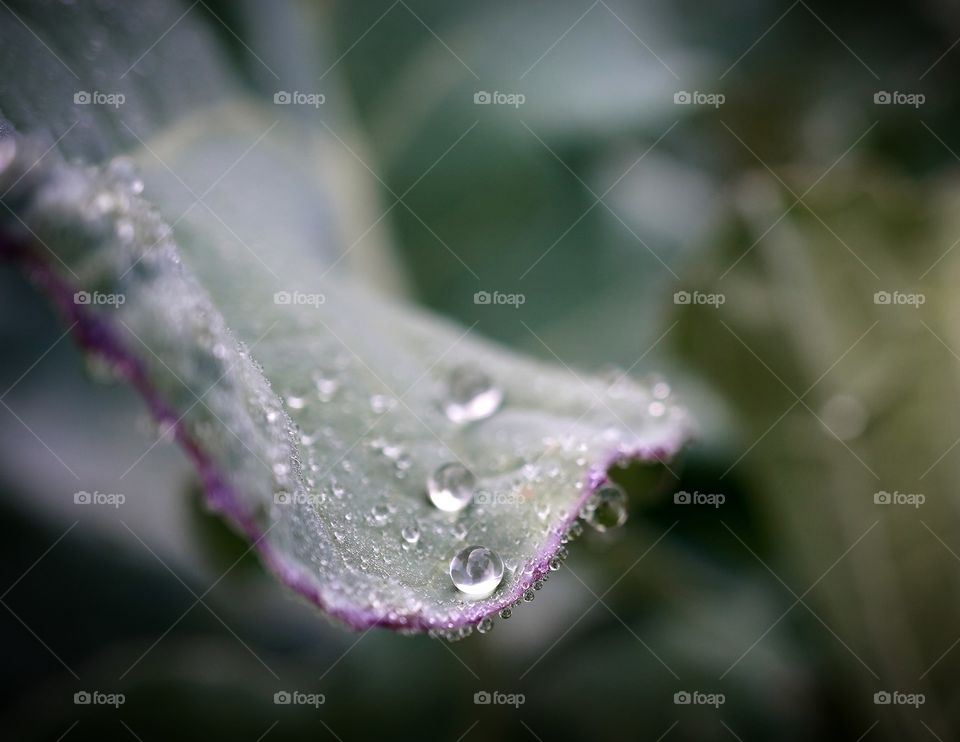 drops on the cabbage leaves after rain in the morning