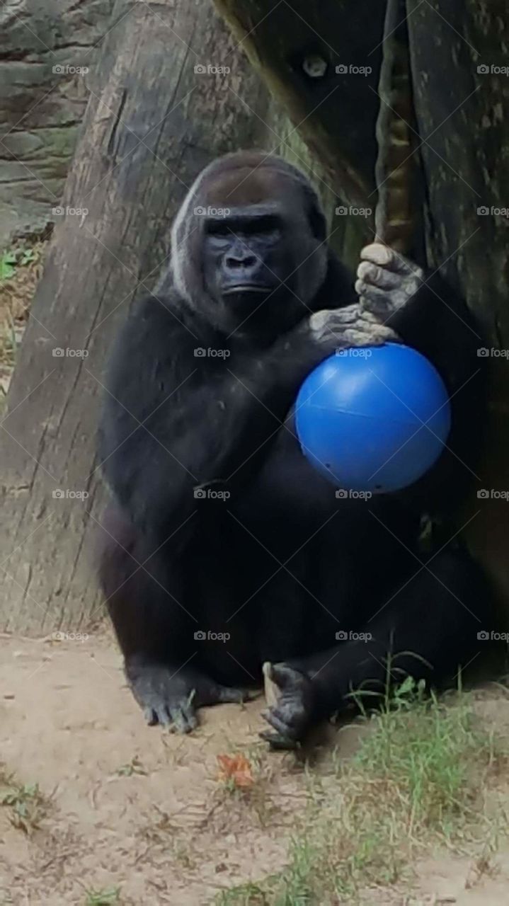 Gorilla