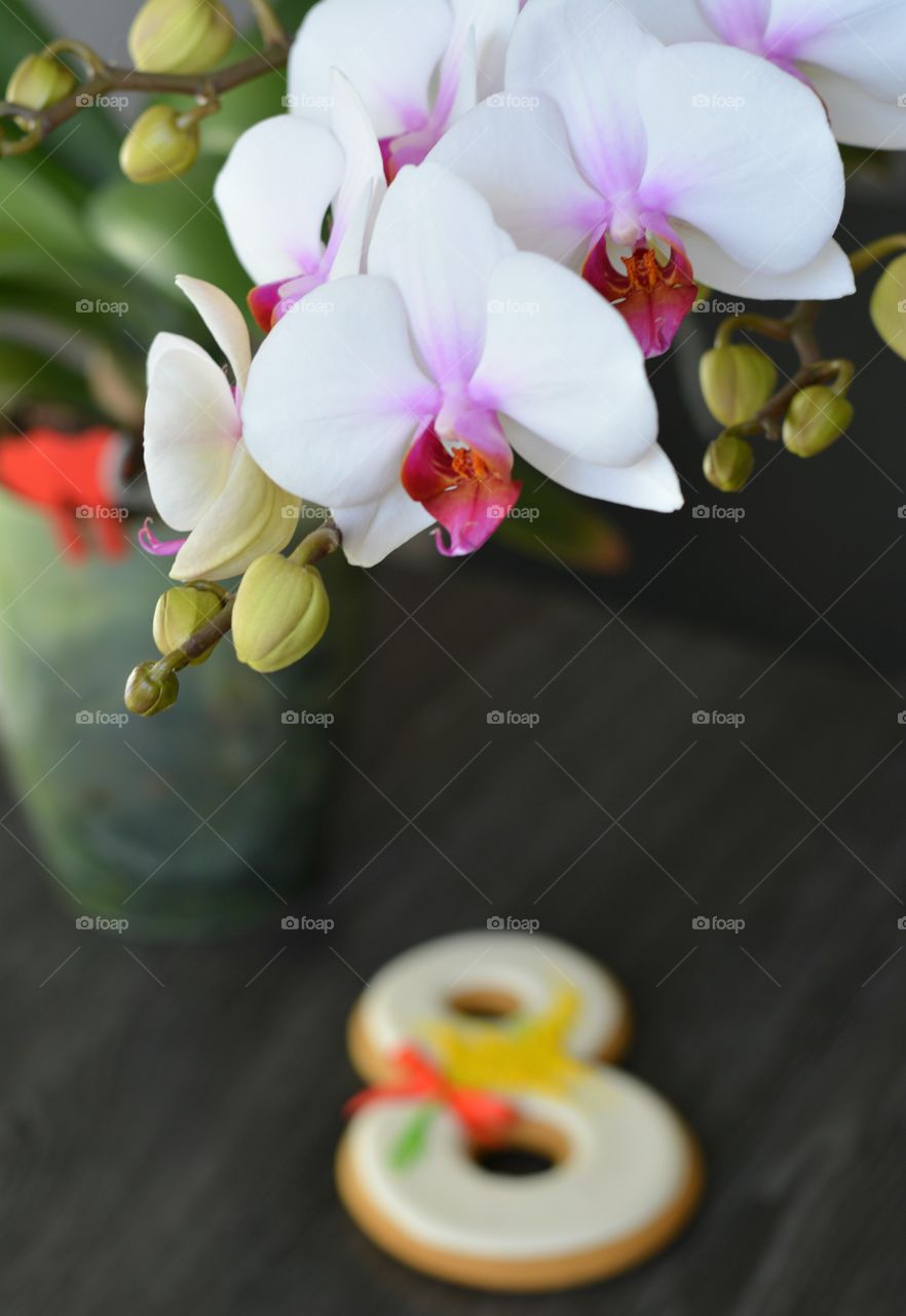 Flower, Orchids, No Person, Nature, Flora