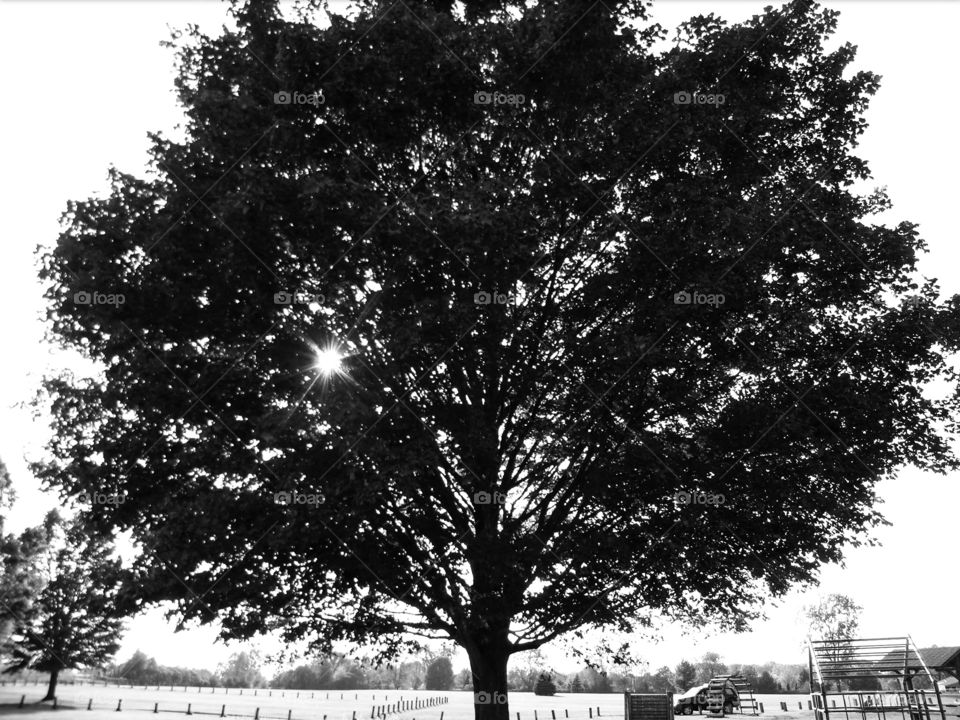Black and white tree park