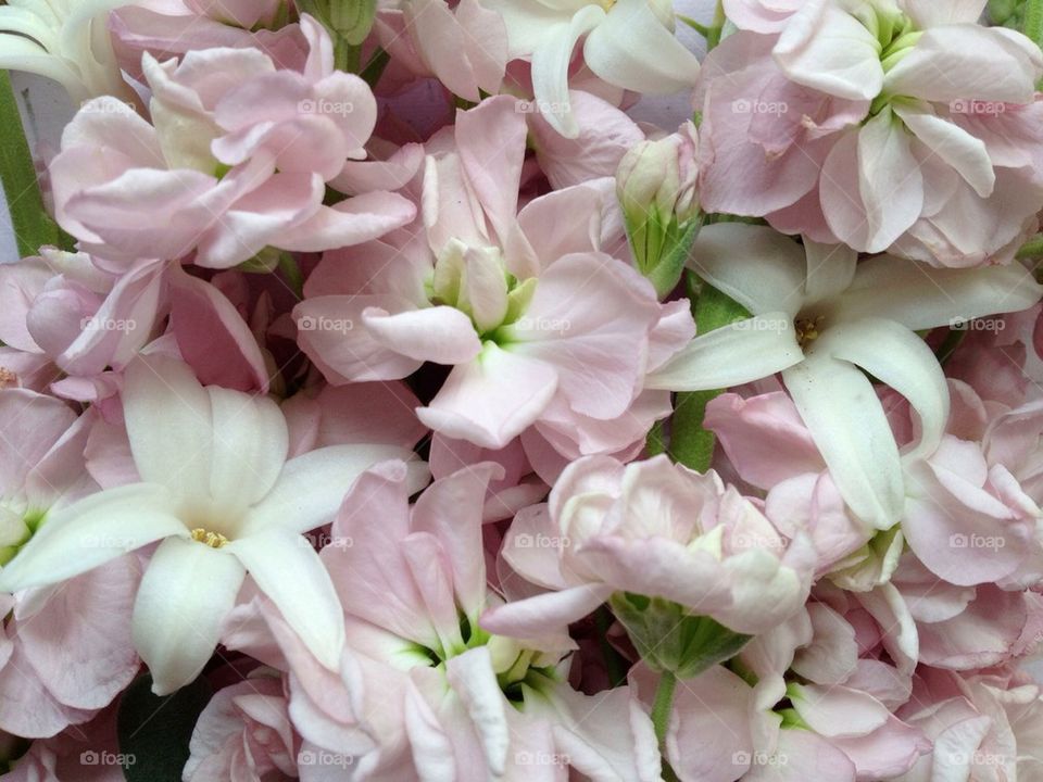 Pastel flowers close up