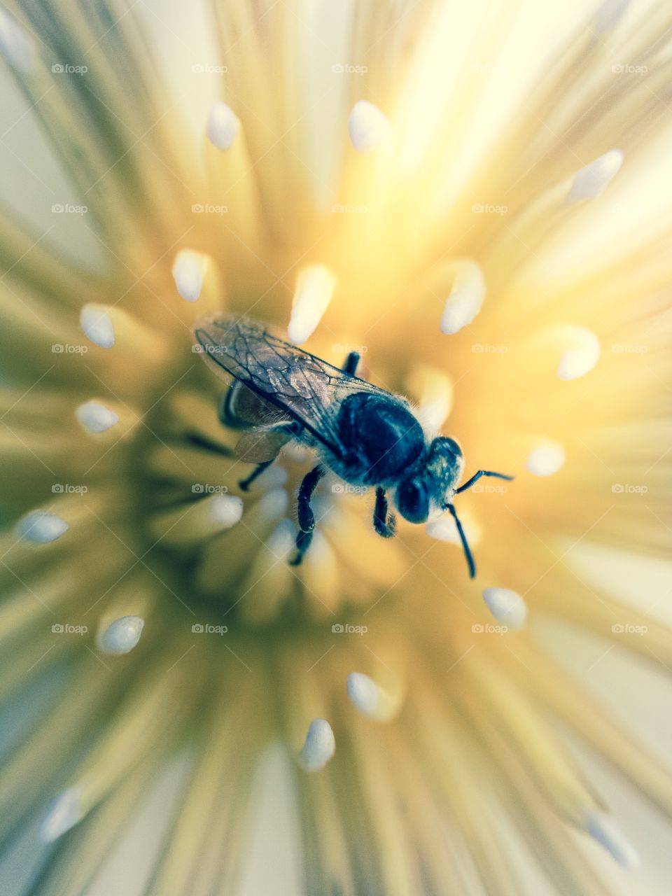 Close up of bee on white lotus flower. 
Lotus flower close-up shot,Yellow pollen of lotus.