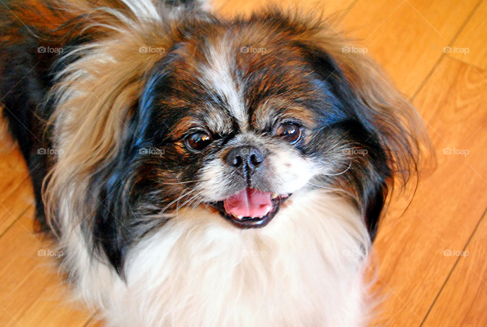 Smiling pekingese dog looking at the camera