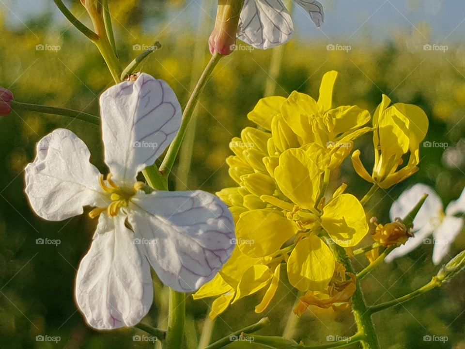 schöne Blüte  , gefunden im Gründünger Feld