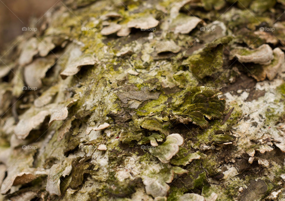 Mossy green tree bark
