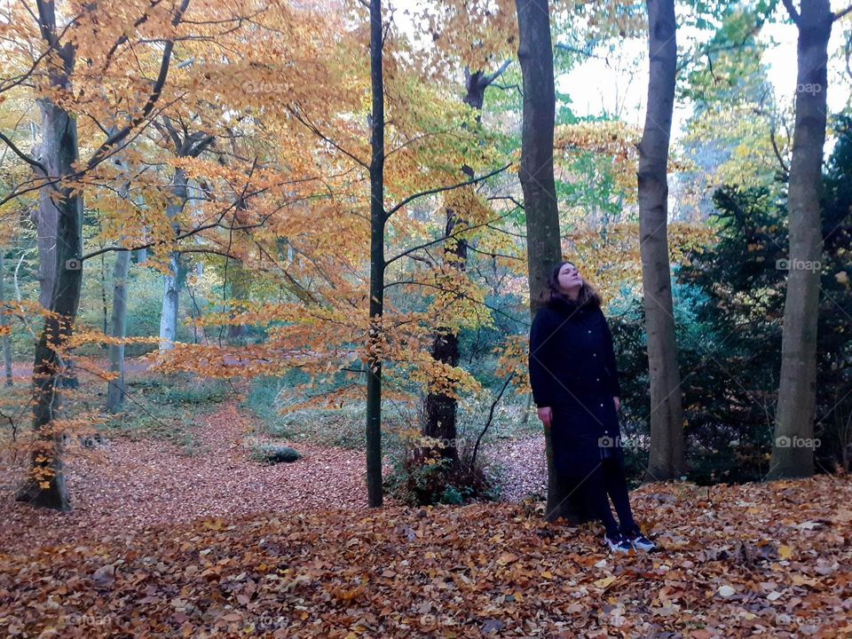 silence in the forest