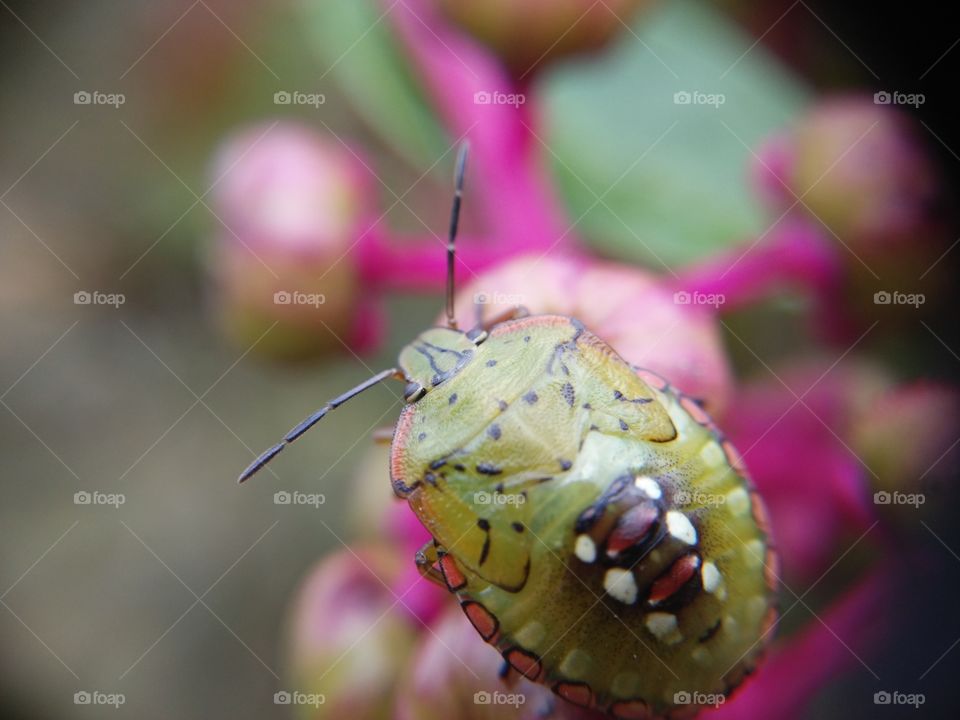 Close-up of beetle