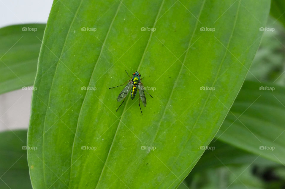 Long-legged fly on leaf