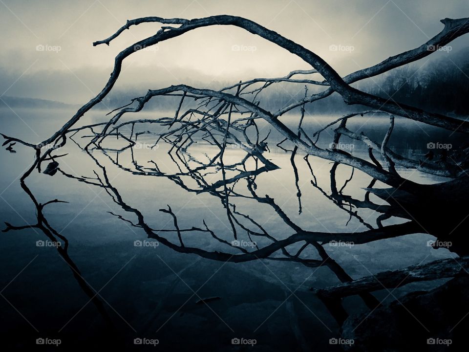 Blue selenium hue of brambles in the water with mirror-like reflections on a foggy morning at Tims Ford State Park in Winchester Tennessee. Has fantasy or sci-fi feel. 