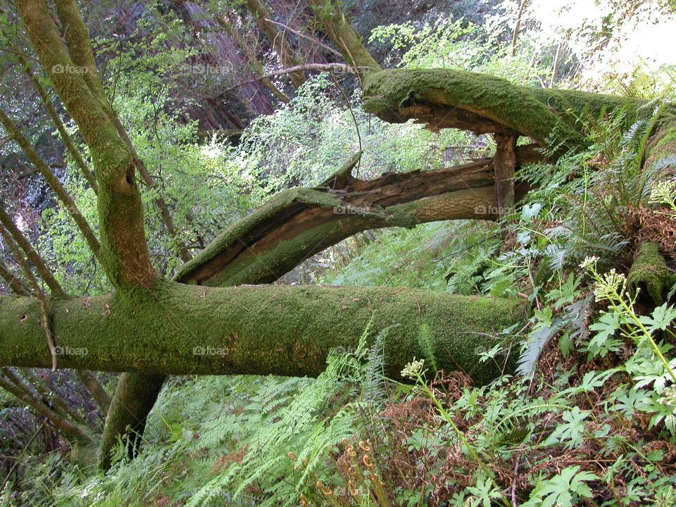 Muir Woods, Trees covered with Moss