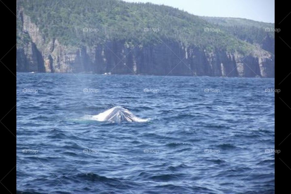Whale Breach 2