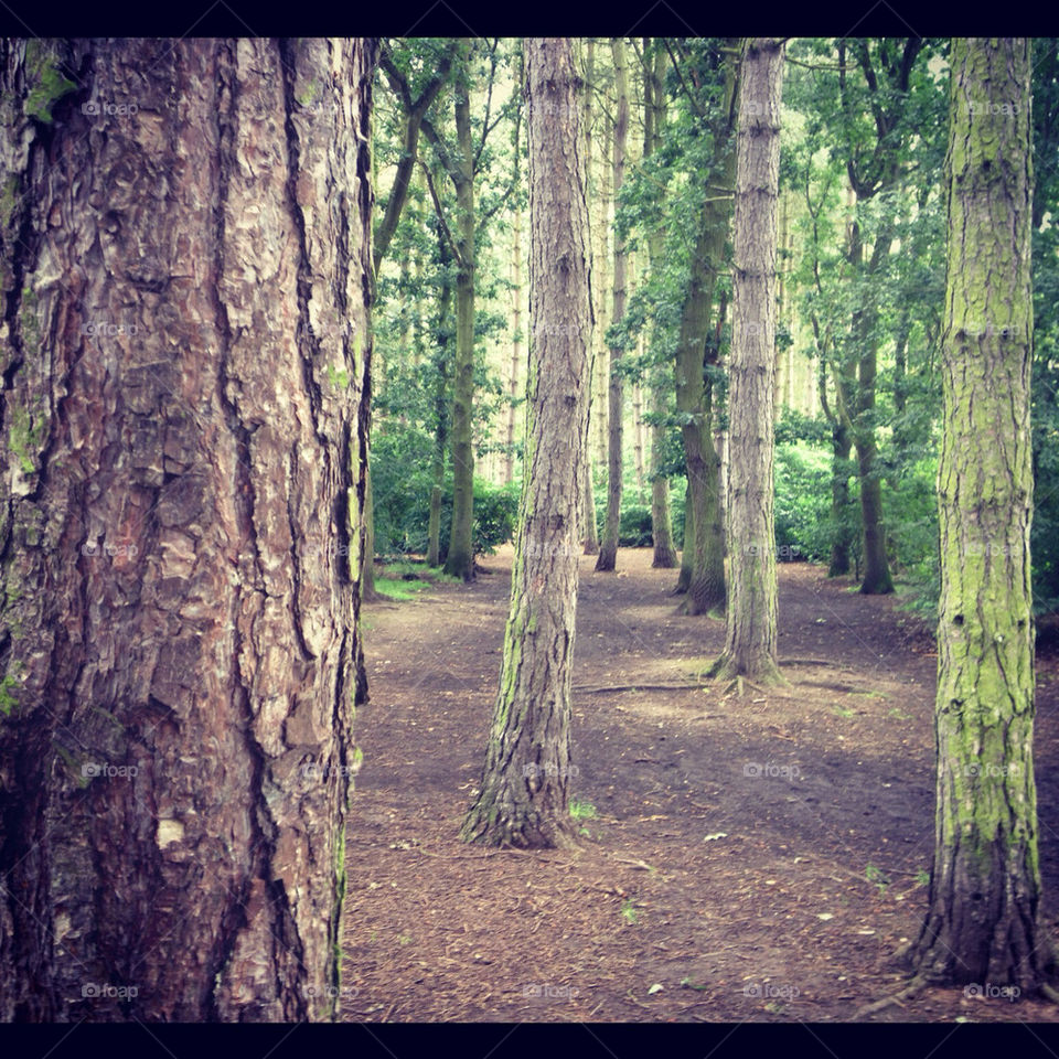 nature trees woods walking by kris.folwell