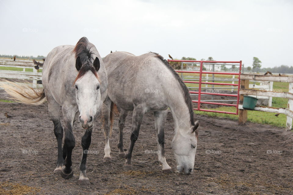 two horses grazing in paddock on farm