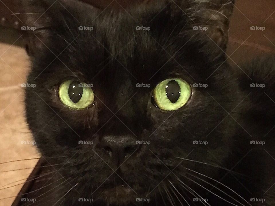 Elderly Black Cat with Green Eyes
