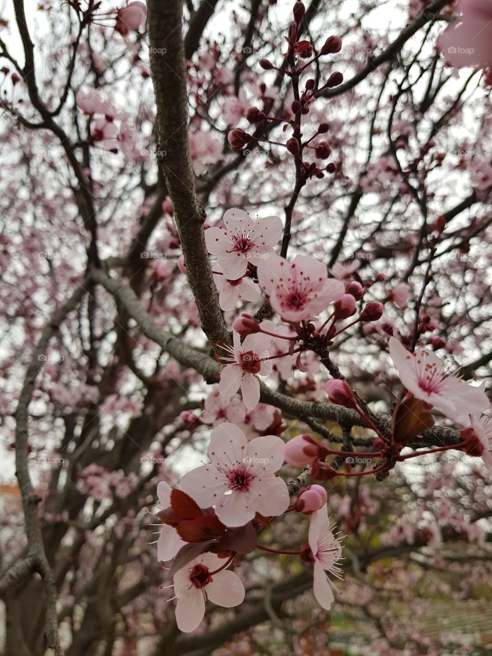 sakura pink tree flower