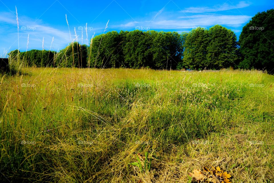 A grassy field in Belgium during hot summer.